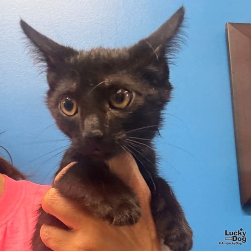 TIMMIE - Domestic Short Hair available for adoption