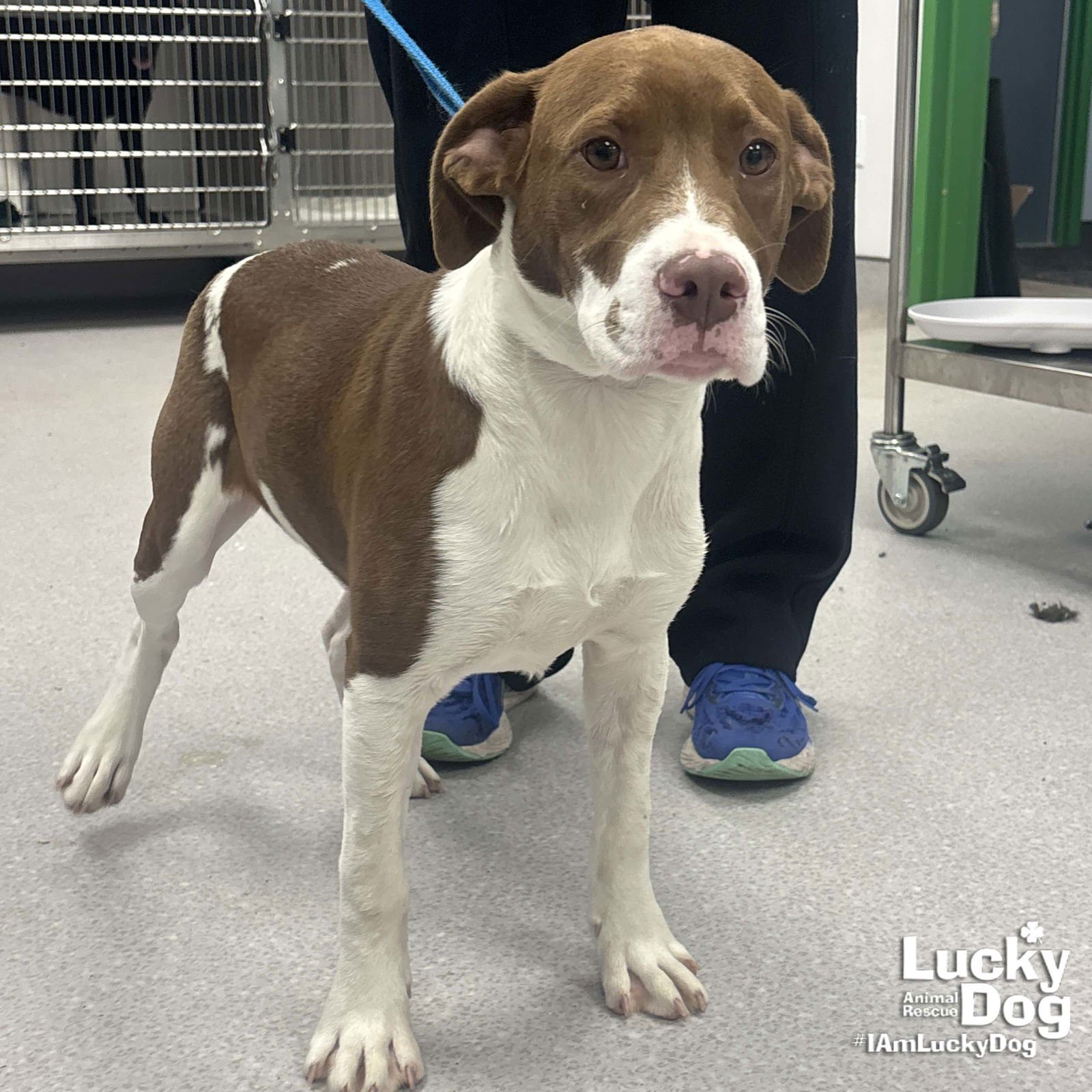 AUBRIE - Pointer / Labrador Retriever available for adoption