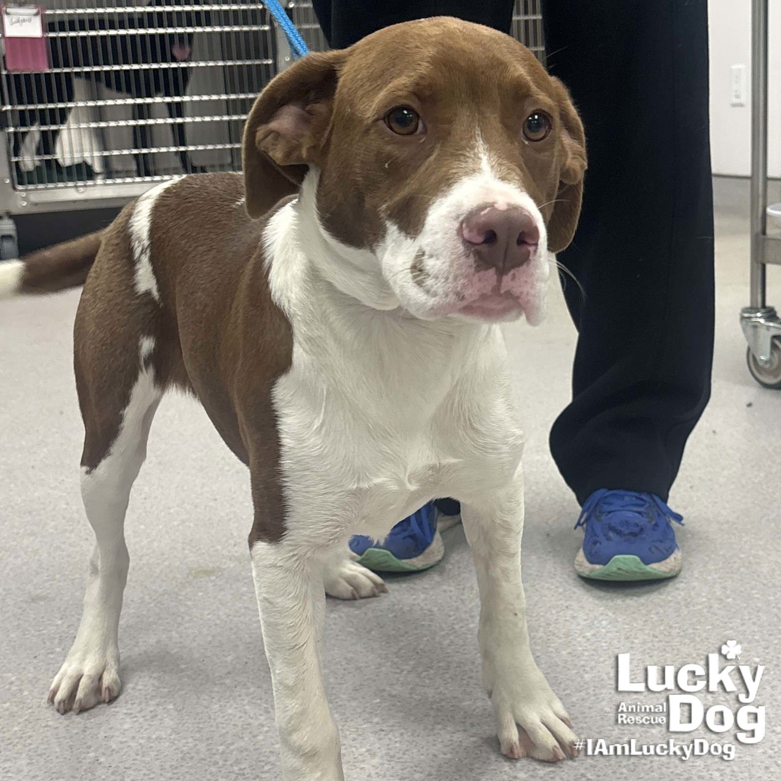 AUBRIE - Pointer / Labrador Retriever available for adoption