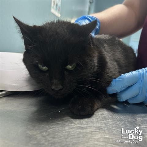 SASHA - Domestic Short Hair available for adoption