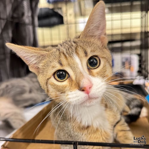 SCARLETT - Domestic Short Hair available for adoption