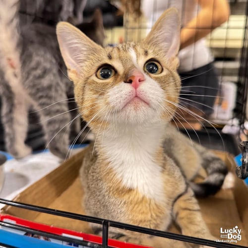 SCARLETT - Domestic Short Hair available for adoption