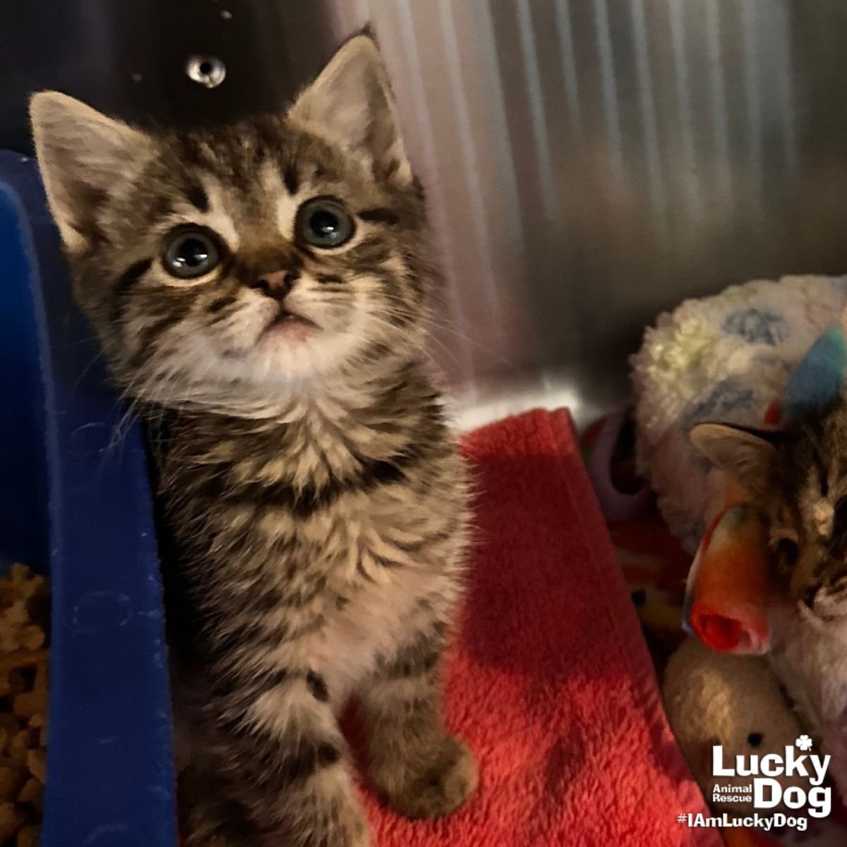 HATTIE - Domestic Short Hair / Tabby available for adoption