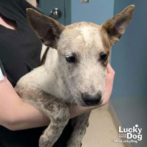 CHARLIE - Australian Cattle Dog/Blue Heeler available for adoption