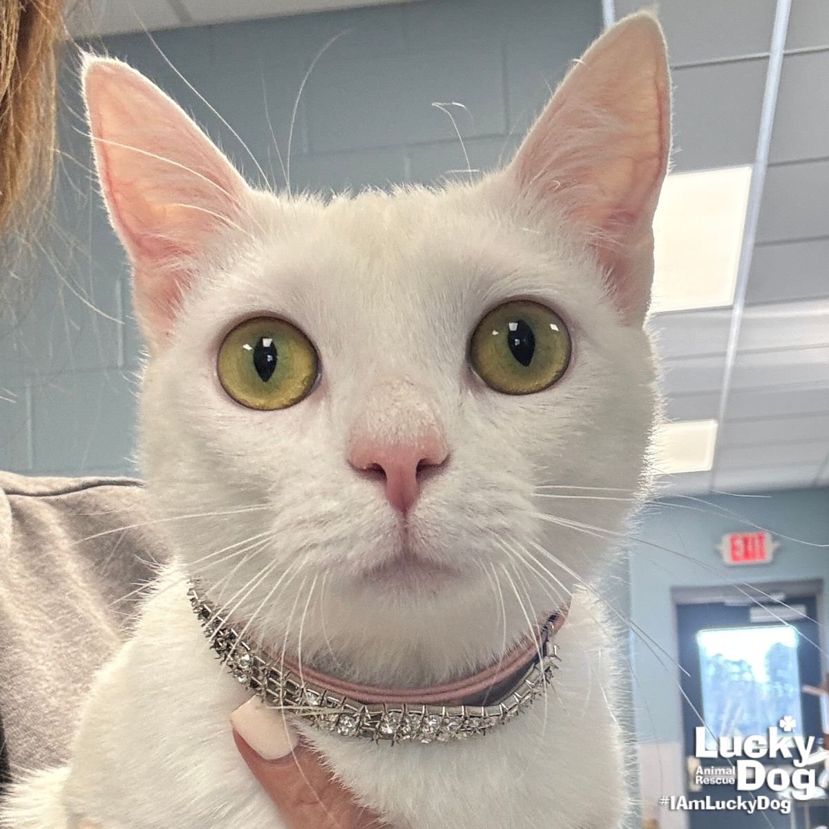 ISABELLA - Domestic Short Hair available for adoption