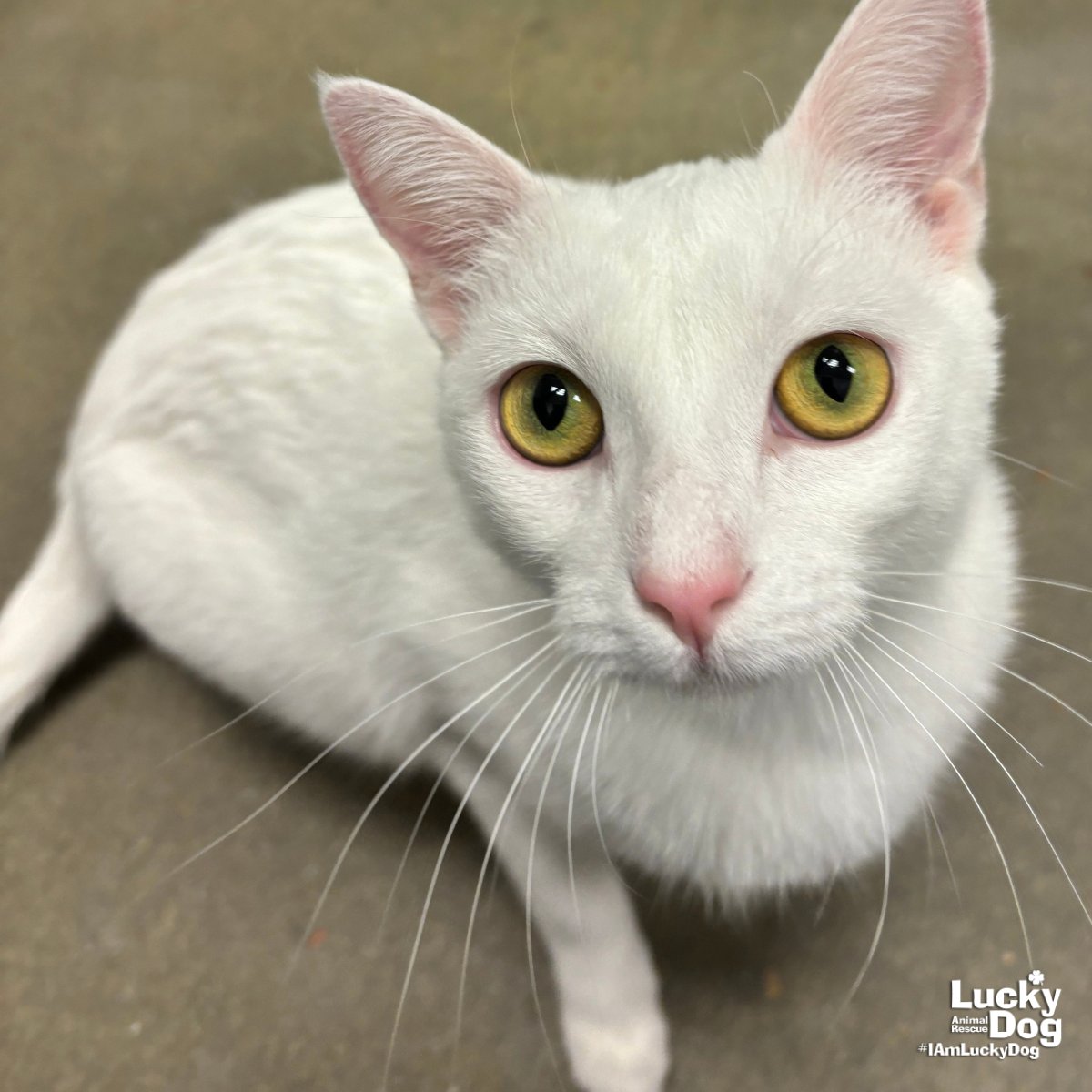 ISABELLA - Domestic Short Hair available for adoption