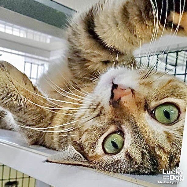 AGATHA - Domestic Short Hair / Tabby available for adoption