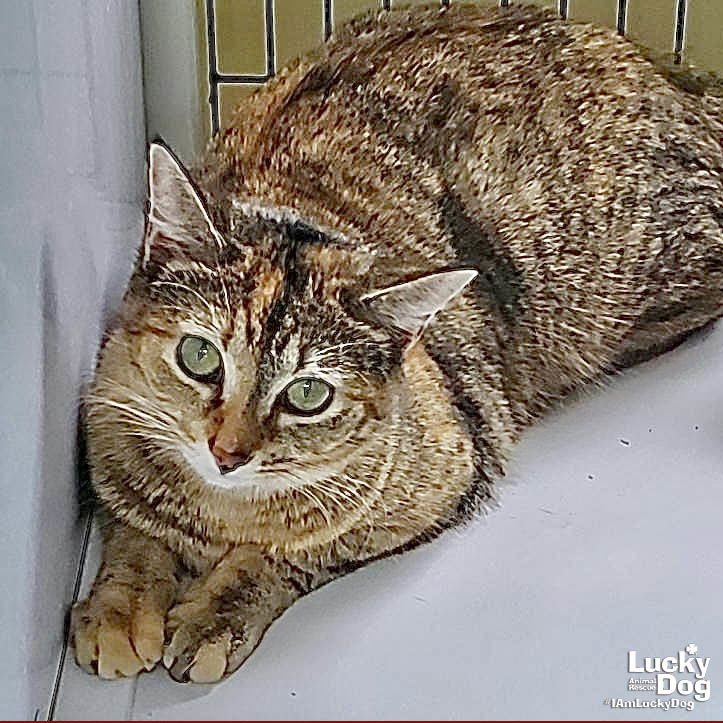 AGATHA - Domestic Short Hair / Tabby available for adoption