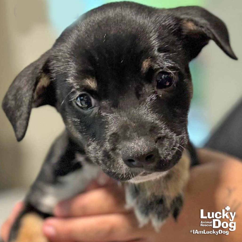 CARLOS - Labrador Retriever available for adoption