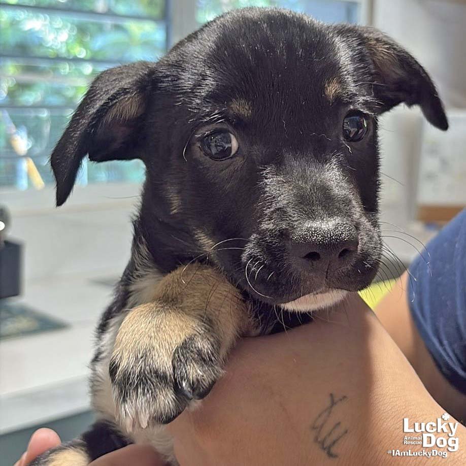 CARLOS - Labrador Retriever available for adoption