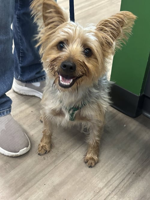 CECE - Yorkshire Terrier Yorkie available for adoption