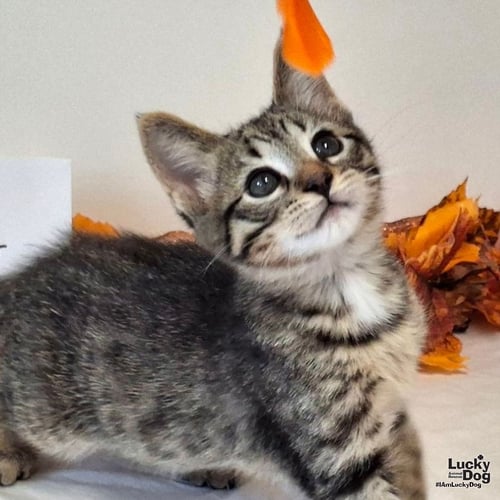 BUSTOPHER JONES - Domestic Short Hair available for adoption