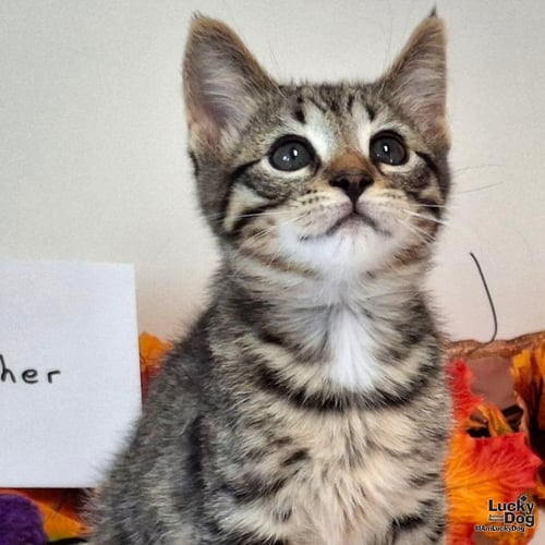 BUSTOPHER JONES - Domestic Short Hair available for adoption