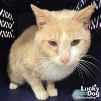 Cheeseburger - Photo 1