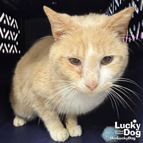 CHEESEBURGER - Domestic Short Hair available for adoption