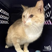 Cheeseburger - Photo 2