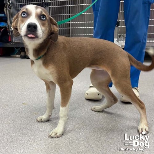 QUADRANT - Hound / Labrador Retriever available for adoption