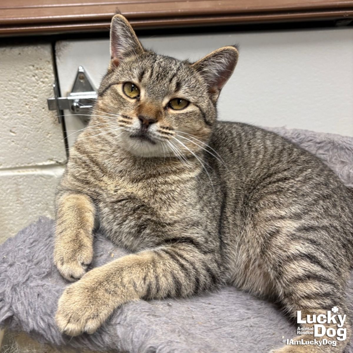 HOLLANDER - Domestic Short Hair / Tabby available for adoption