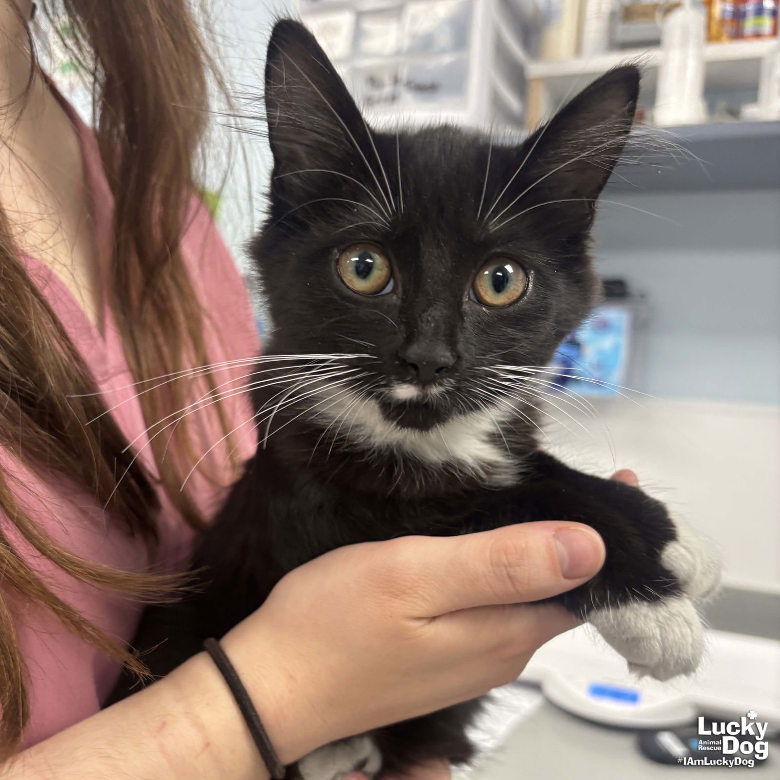 PARROT - Domestic Medium Hair available for adoption