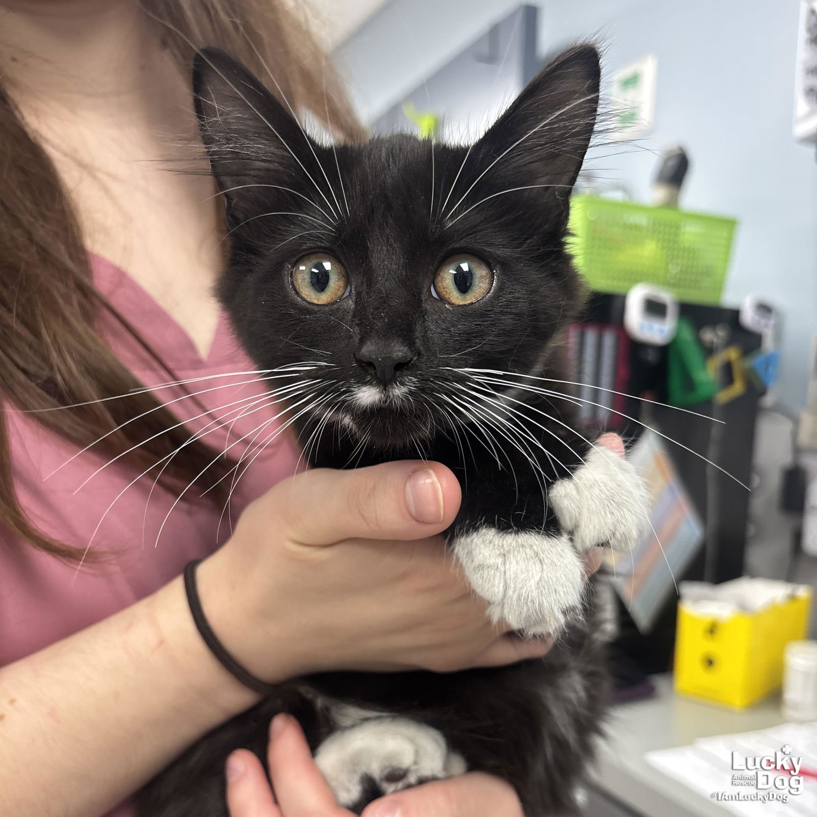 PARROT - Domestic Medium Hair available for adoption