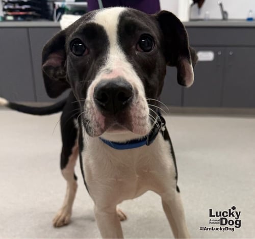 DAKOTA - Labrador Retriever / Pointer available for adoption