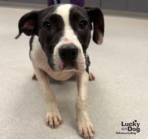 DAKOTA - Labrador Retriever / Pointer available for adoption
