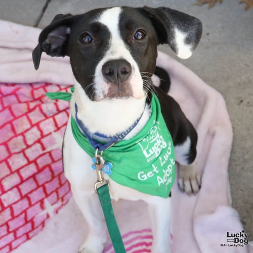 DAKOTA - Labrador Retriever / Pointer available for adoption