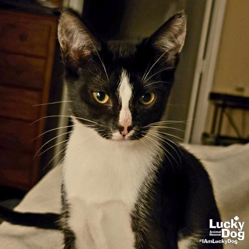 SCULLY - Domestic Short Hair available for adoption