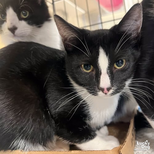 SCULLY - Domestic Short Hair available for adoption
