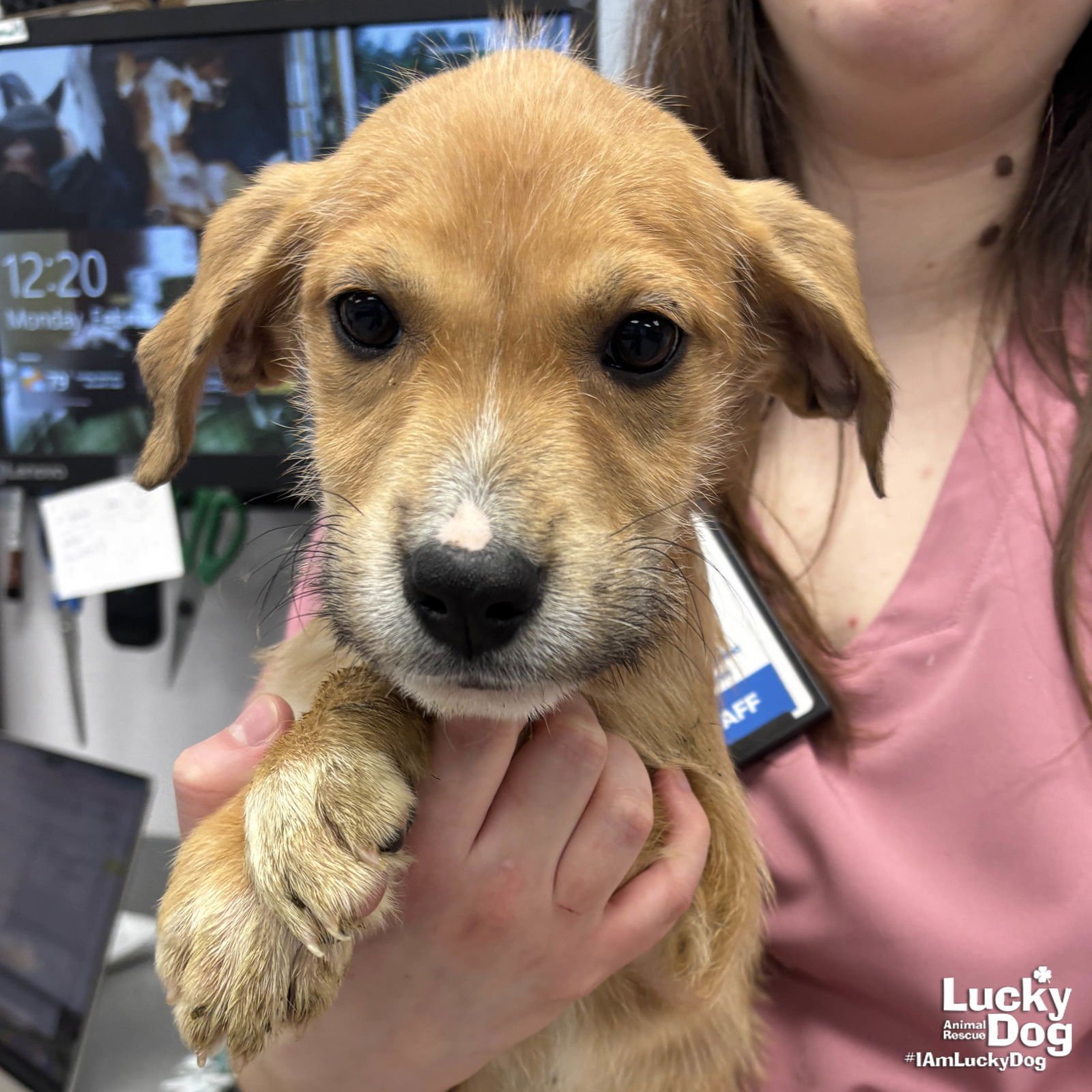 MATTHEWS - Labrador Retriever / Terrier available for adoption