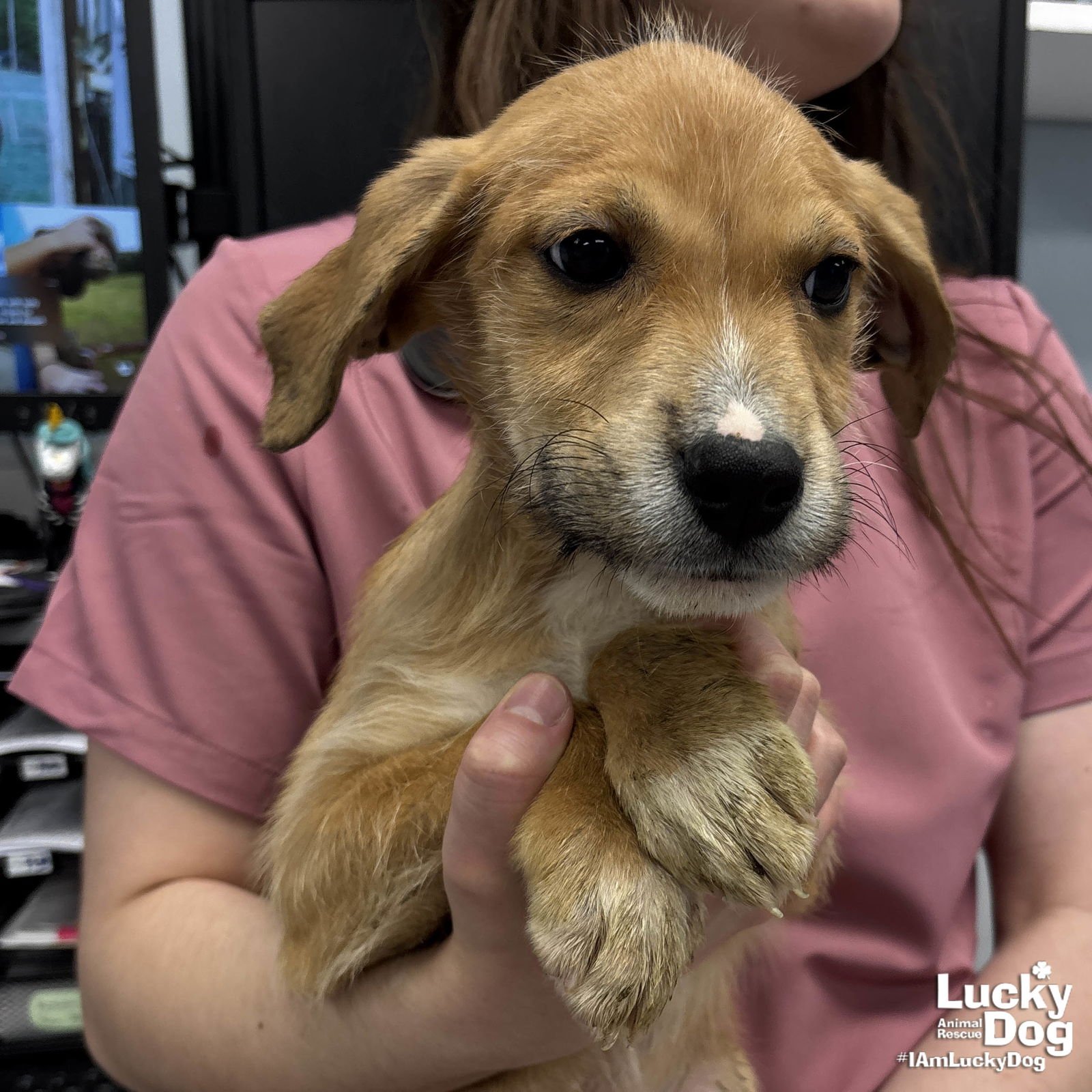 MATTHEWS - Labrador Retriever / Terrier available for adoption