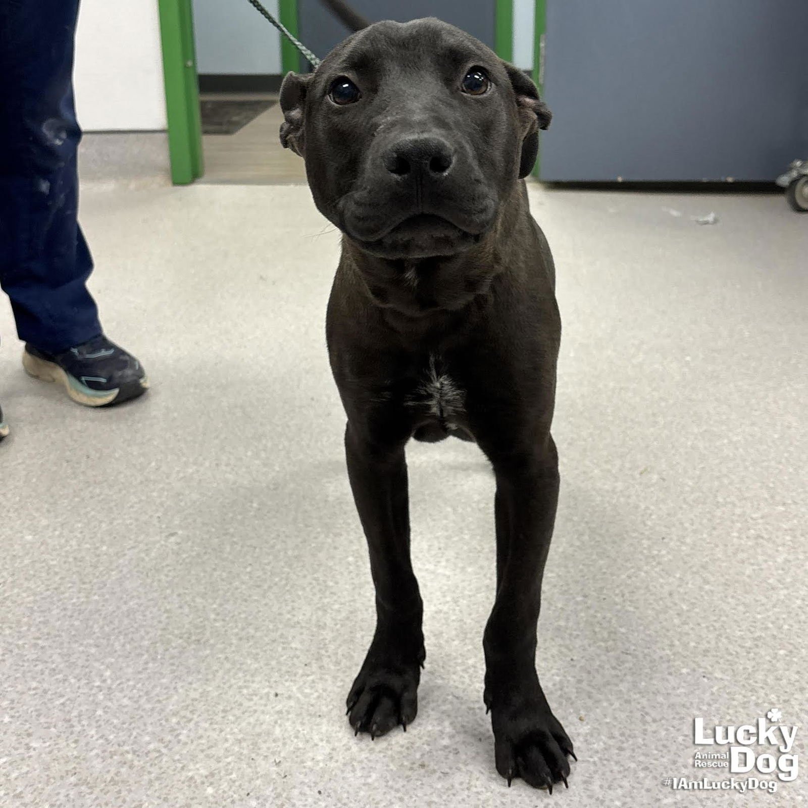 FAYGO - Labrador Retriever / Shepherd available for adoption