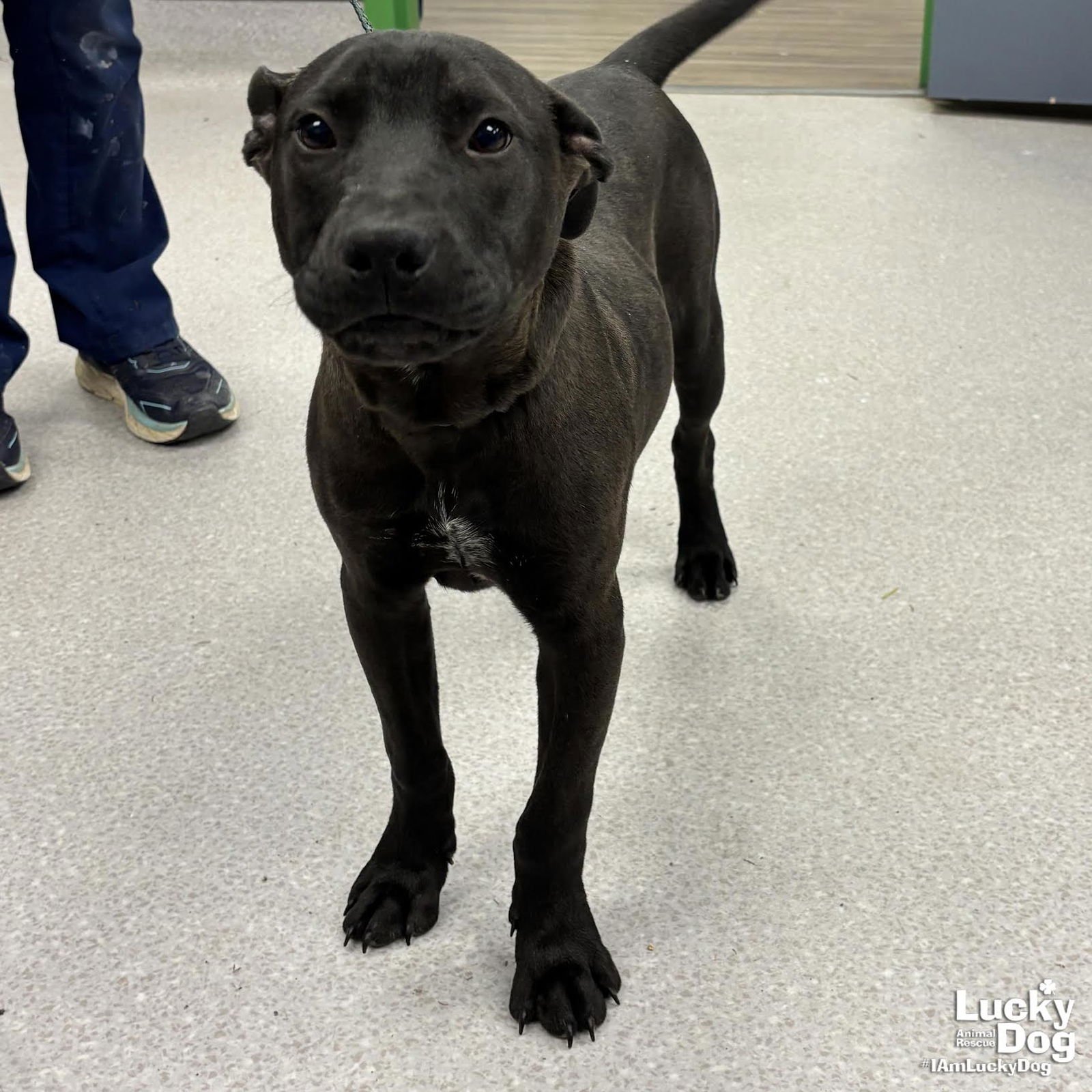 FAYGO - Labrador Retriever / Shepherd available for adoption