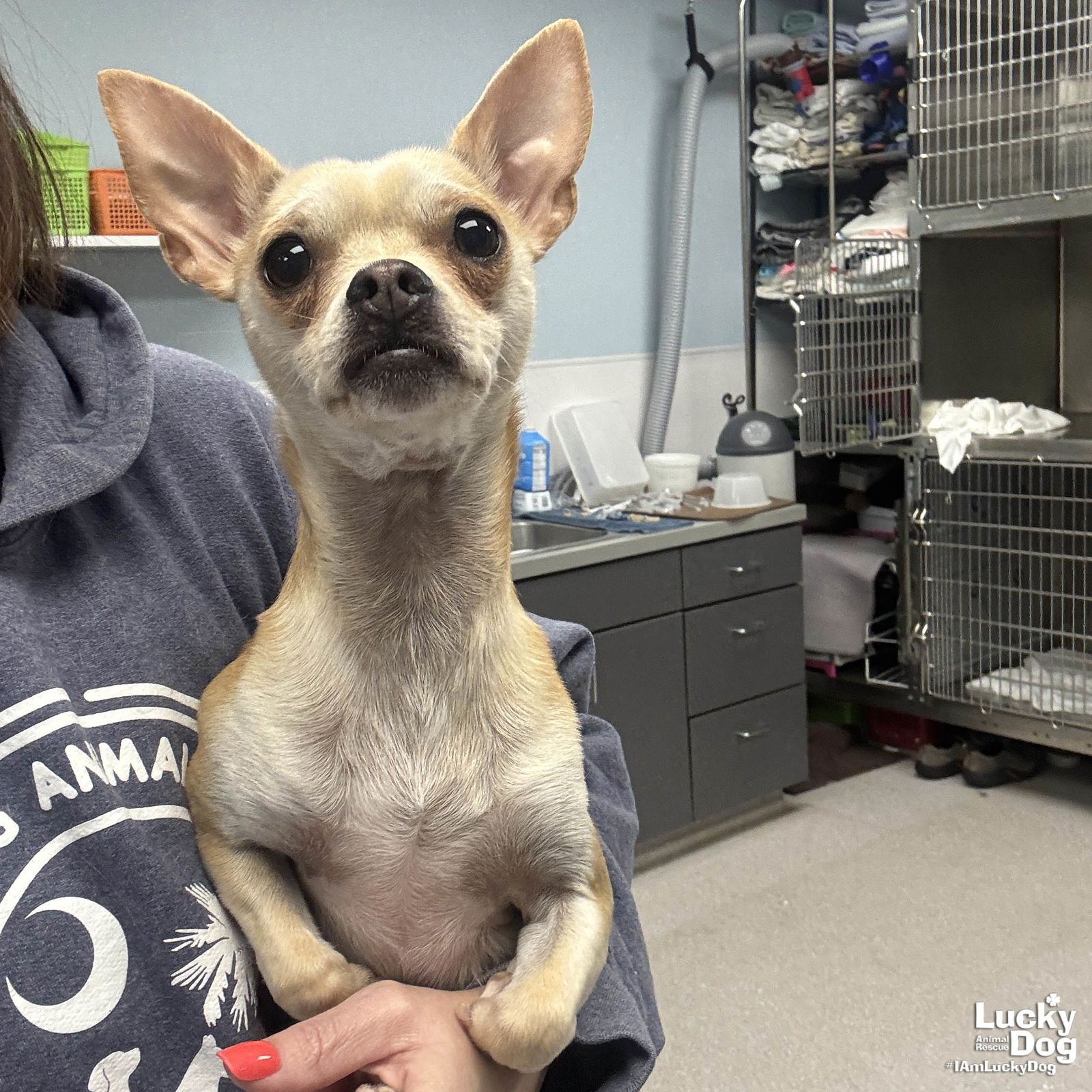 ISSA - Chihuahua available for adoption