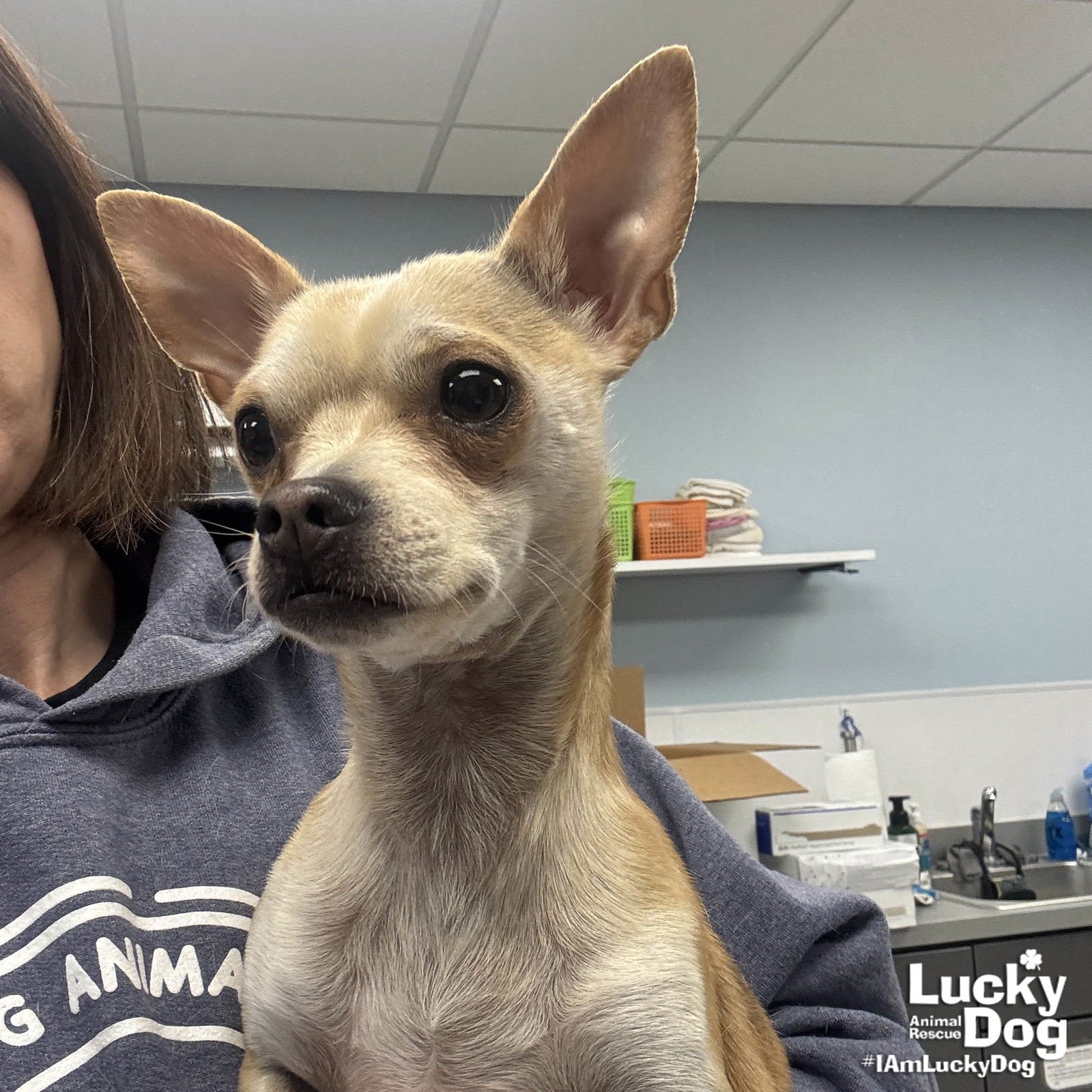 ISSA - Chihuahua available for adoption