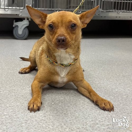 FRAPPE - Chihuahua available for adoption