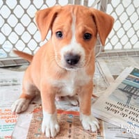 Puppy Preston - Photo 1