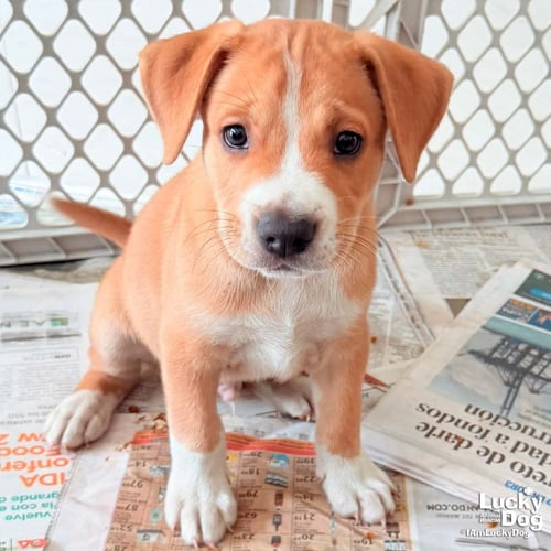 PUPPY PRESTON - Retriever available for adoption