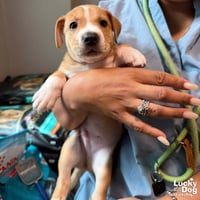 Puppy Preston - Photo 2