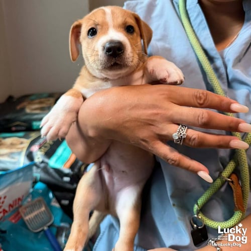 PUPPY PRESTON - Retriever available for adoption