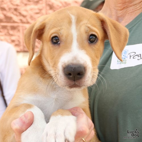 PUPPY PRESTON - Retriever available for adoption