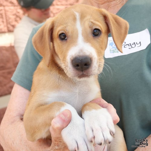PUPPY PRESTON - Retriever available for adoption