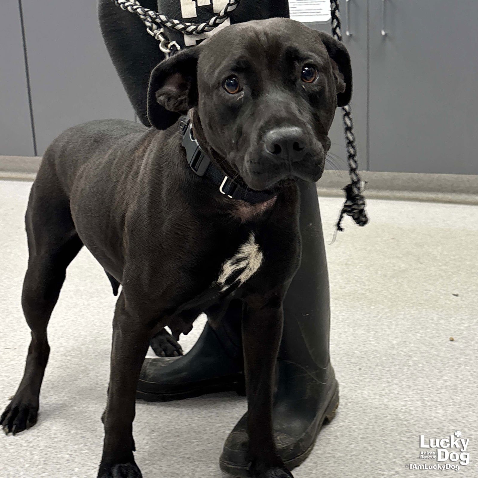 MAGGIE - Labrador Retriever available for adoption