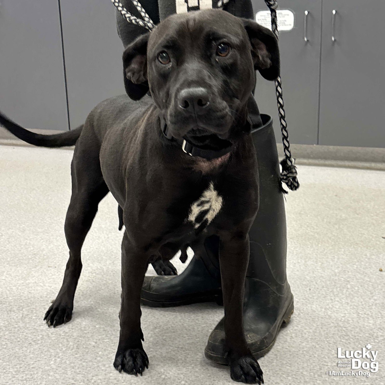 MAGGIE - Labrador Retriever available for adoption