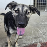 Flynn - Photo 4