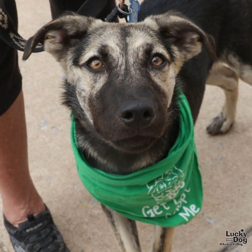FLYNN - Shepherd / Retriever available for adoption