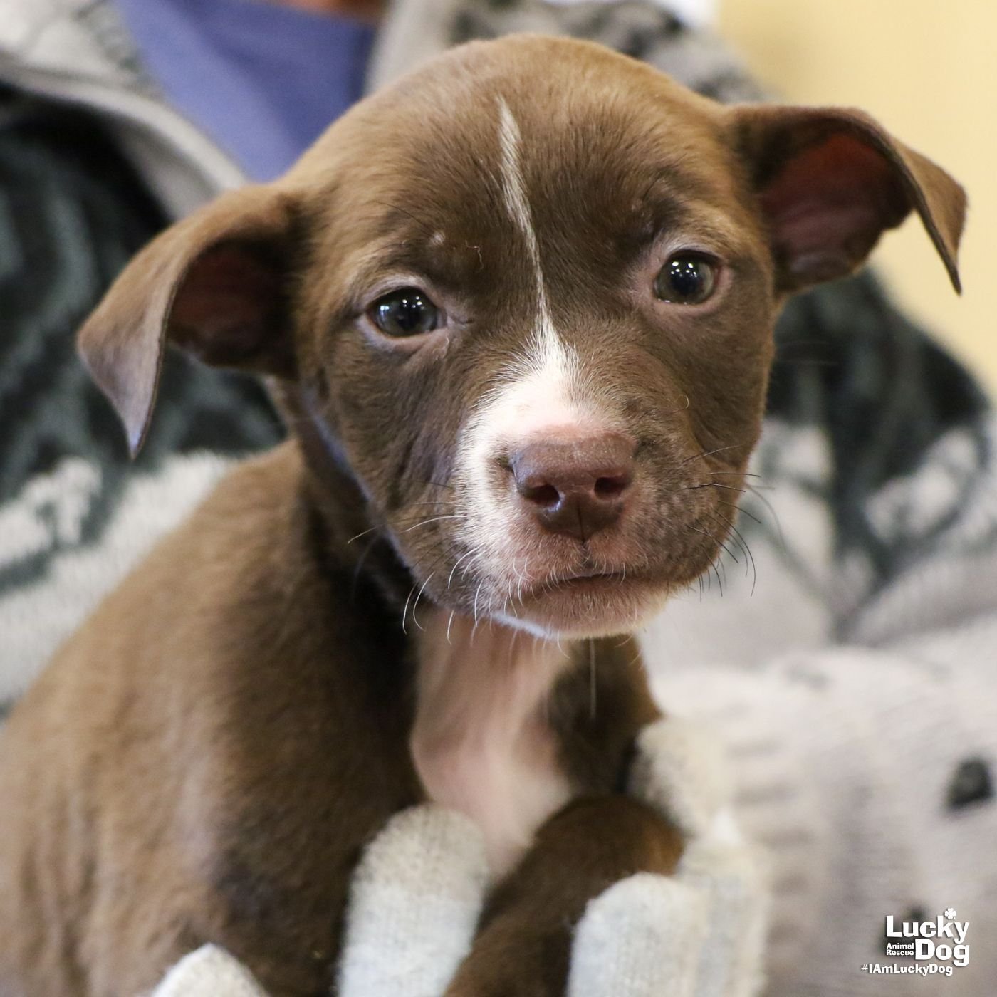 BEX - Retriever / Terrier available for adoption