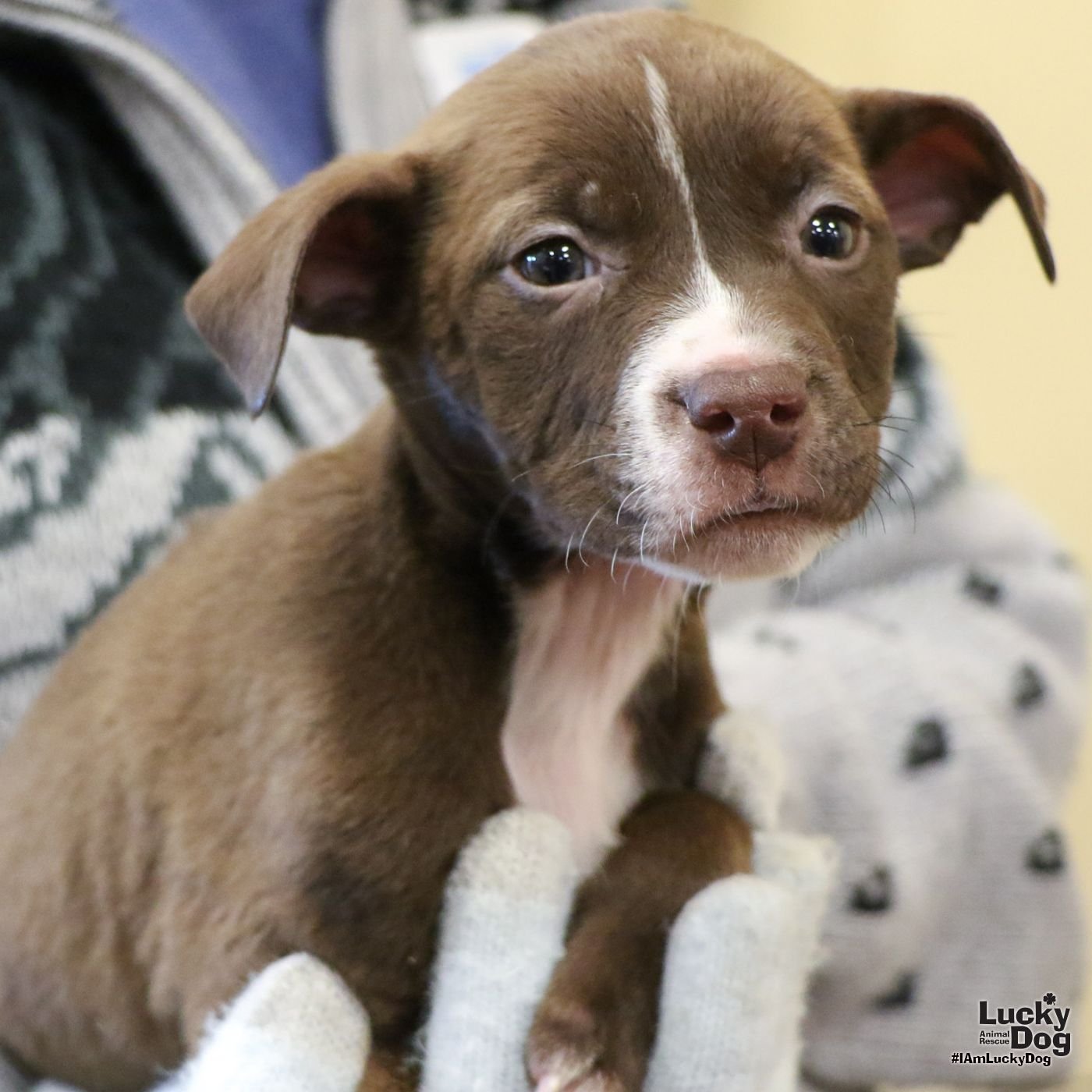 BEX - Retriever / Terrier available for adoption