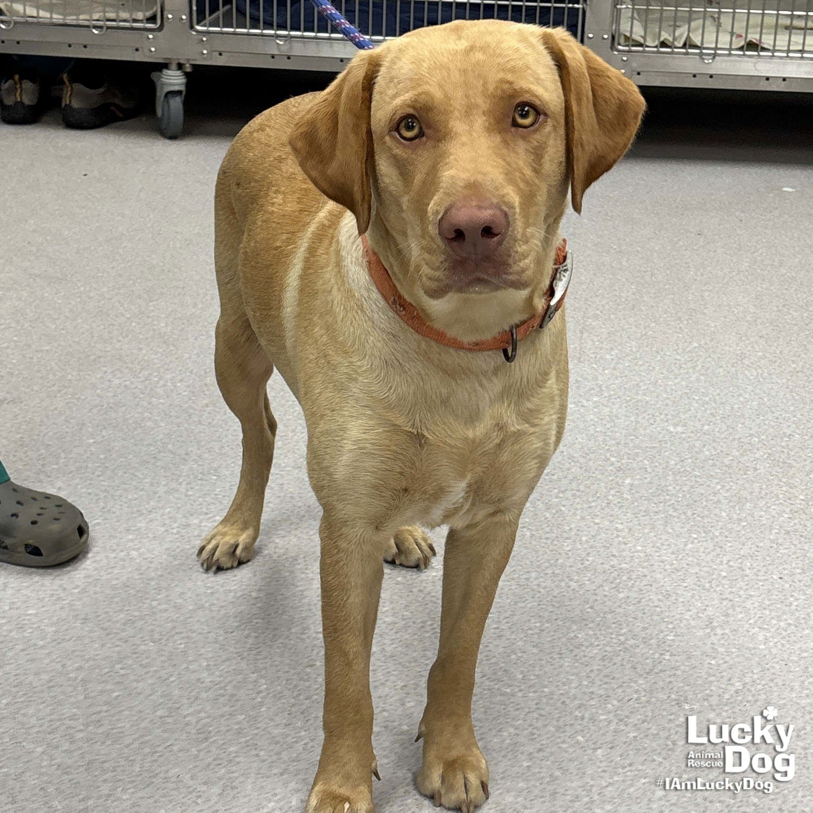 SERENITY - Labrador Retriever / Retriever available for adoption