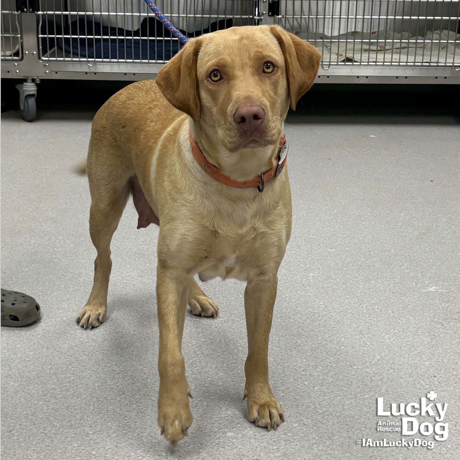 SERENITY - Labrador Retriever / Retriever available for adoption